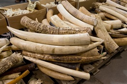WCS Praises California Senate for Passing Ivory Ban 